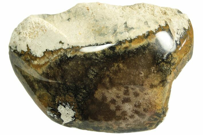 Polished Fossil Coral Head - Indonesia #210943